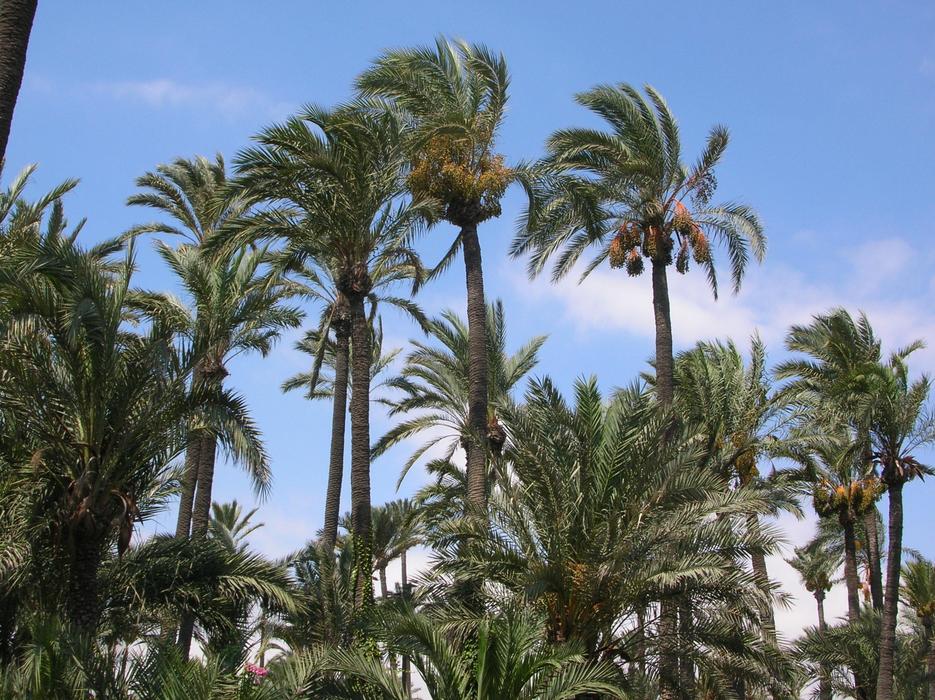 palme.jpg palme.jpg