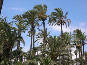 Il palmeral di Alicante