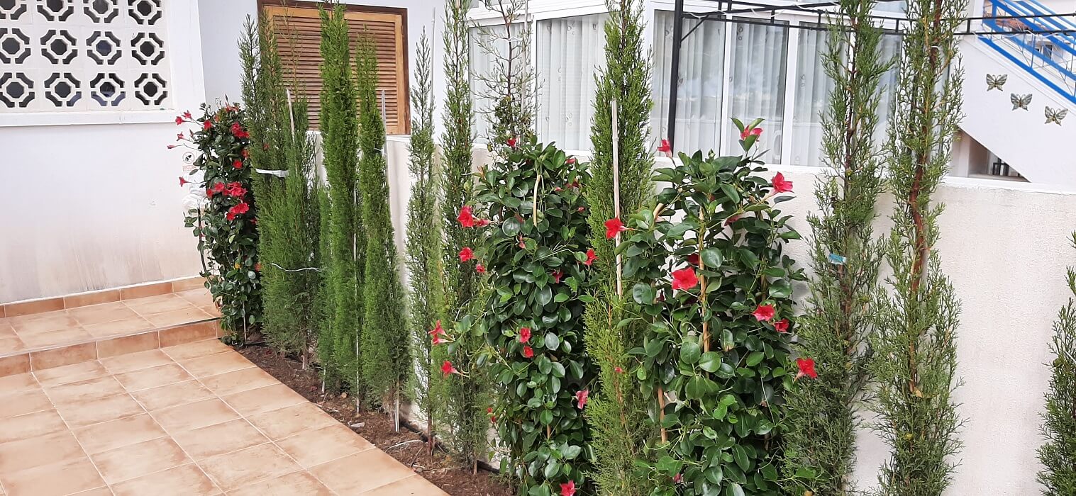 plants